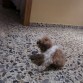 koko sentadito